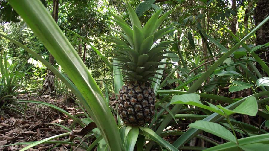 Zanzibar: Spice Farm Tour with Traditional Cooking Lesson - Who this tour suits best (and who should skip it)