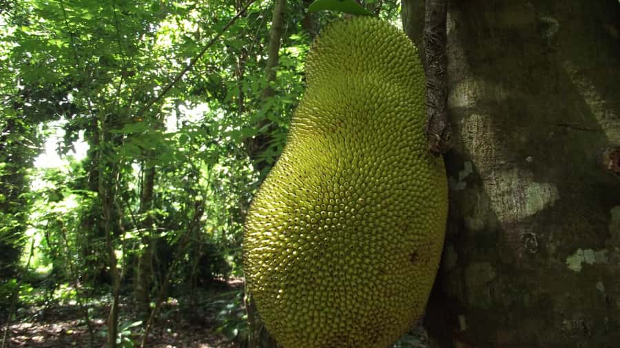 Zanzibar: Spice Farm Tour with Traditional Cooking Lesson - Stone Town pickup and the 9:00AM start