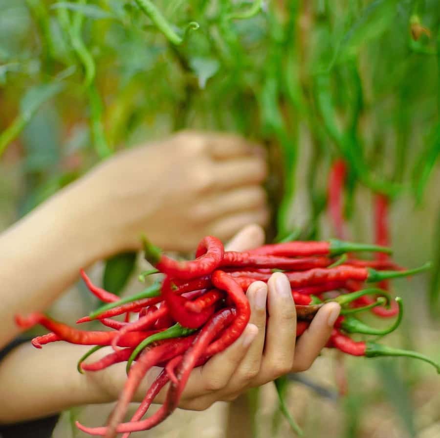 Zanzibar Spice Tour &Cooking Class with Lunch Pickup Include - Lunch in Practice: Eating Zanzibar, Not Just Sightseeing