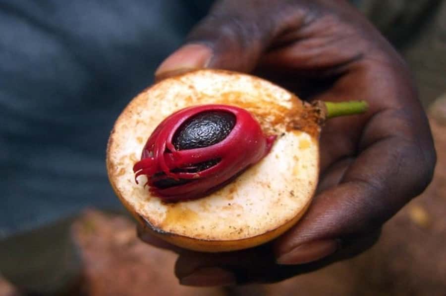 Zanzibar: Walking Spice Farm with Local Cooking Class - Key highlights worth your attention